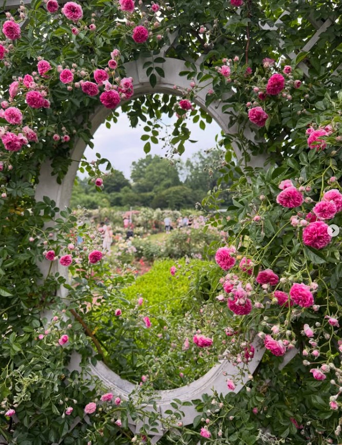 Everything is coming up roses